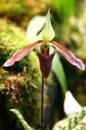 orchidees senat 005 * 4368 x 2912 * (4.78MB)
